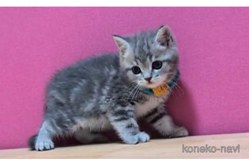 成約済の東京都のマンチカン-101392の5枚目